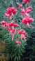 vignette Lilium lancifolium 'Splendens'