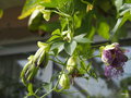 vignette 02-Passiflora incarnata