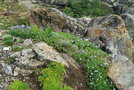 vignette Perezia recurvata / Asteraceae / Patagonie
