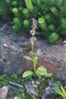 vignette Swertia forrestii / Gentianaceae / Yunnan