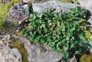 vignette Salix reticulata