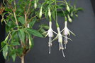 vignette Fuchsia magellanica 'Hawkshead'