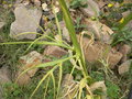 vignette Helicodiceros muscivorus