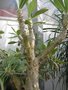 vignette Pachypodium succulentum