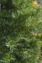 vignette Podocarpus macrophyllus 'Maki'