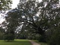vignette Charleston - Jardin 'Magnolia Plantation'