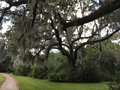 vignette Charleston - Jardin 'Magnolia Plantation'