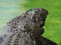 vignette Les Everglades - Alligator mississippiensis - Alligator d'Amrique