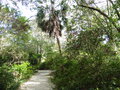 vignette Charleston - Jardin 'Magnolia Plantation' -