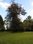 vignette Charleston - Jardin 'Magnolia Plantation' - Magnolia grandiflora