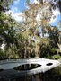 vignette Charleston - Jardin 'Magnolia Plantation' - Taxodium distichum