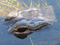 vignette Les Everglades - Alligator mississippiensis - Alligator d'Amrique