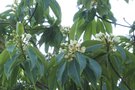 vignette Theaceae : Schima superba