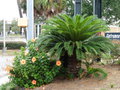 vignette Savannah - Cycas revoluta et Hibiscus rosa-sinensis