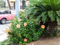 vignette Savannah - Cycas revoluta et Hibiscus rosa-sinensis