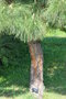 vignette Pinus canariensis