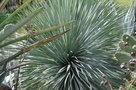 vignette Yucca rostrata