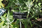 vignette Salvia canariensis 'Candidissima'