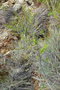 vignette Phyllanthus sp.