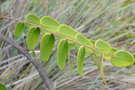 vignette Phyllanthus sp.