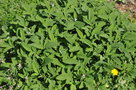 vignette Salvia interrupta ssp Paui