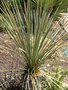 vignette Yucca baileyi ssp intermedia