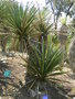 vignette Yucca treculeana