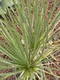vignette Yucca baileyi ssp navajoa