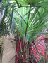 vignette Trachycarpus ukhrulensis
