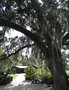 vignette Charleston - Jardin 'Magnolia Plantation' -