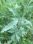 vignette Althaea cannabina - Guimauve à feuilles de Chanvre, Guimauve à feuilles de Cannabis, Guimauve faux Chanvre