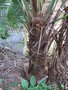 vignette Trachycarpus ukhrulensis 2017 ( le + grand )