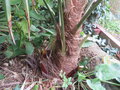 vignette Trachycarpus ukhrulensis 2017 ( le + petit )