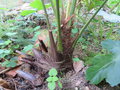 vignette Trachycarpus takil