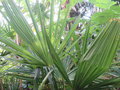 vignette Trachycarpus takil