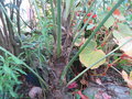 vignette Trachycarpus ukhrulensis 2017