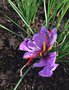 vignette Crocus sativus - Safran