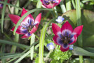 vignette Tulipa hageri 'Little Beauty'