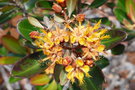 vignette Tristaniopsis guillainii ssp. guillainii