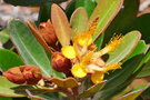 vignette Tristaniopsis guillainii ssp. guillainii