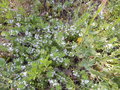 vignette Myoporum parvifolium