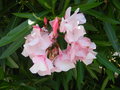 vignette Nerium oleander (a)