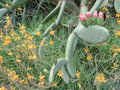 vignette Opuntia ficus-indica (inerme)