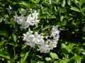 vignette Solanum jasminoides