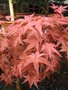 vignette Acer palmatum (bonsa)