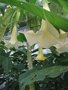 vignette Brugmansia arborea (fleur simple)