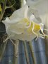 vignette Brugmansia arborea (fleur double)