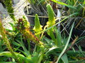 vignette Bulbinella latifolia
