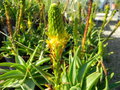 vignette Bulbinella latifolia
