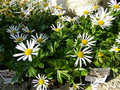 vignette Chrysanthemum maximum